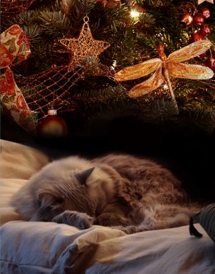 Cristmas Dreams