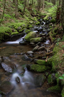 Wooded Brook