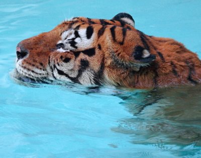 Swimming Tiger