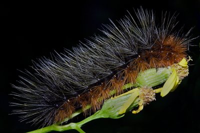 Caterpillar