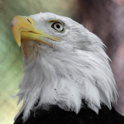 American Eagle
