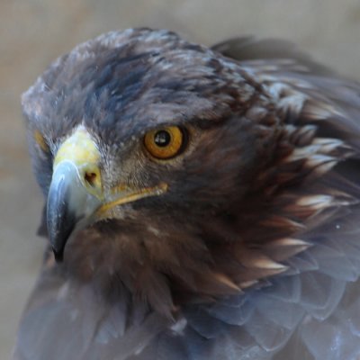 The Hawk