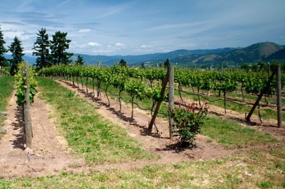Vineyards