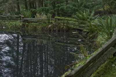 Pond Reflection