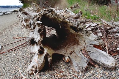 Dift Wood Art 1