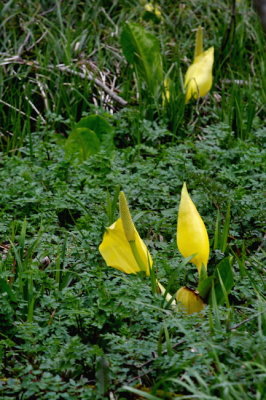 Skunk Cabbage
