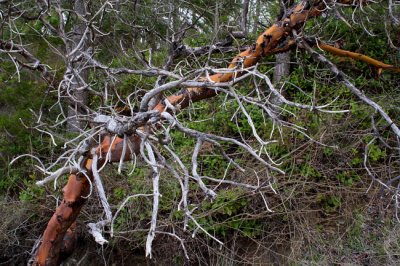 Tangle of Trees