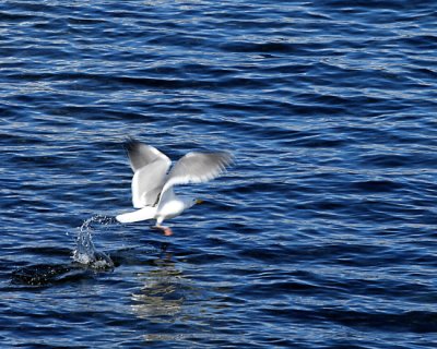 Gull Taking Flight