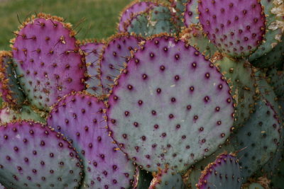 Cactus Colors