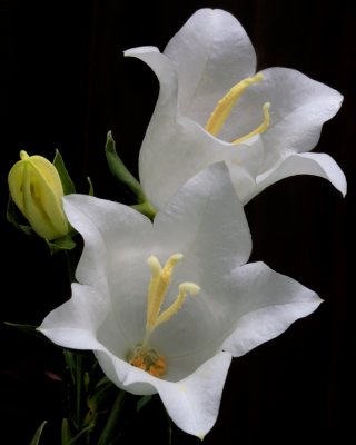 White Bell Flowers