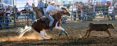 Calf Roper 1