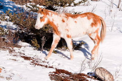 Foal on First Nations Land