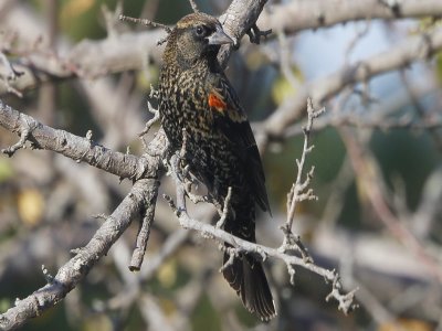 Red-winged Blackbird