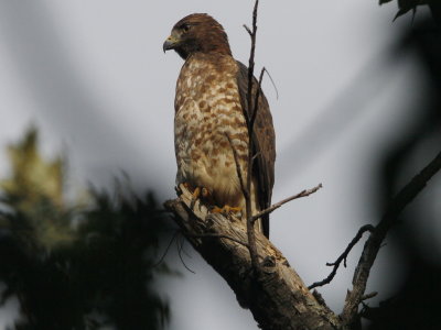 Broad-winged Hawk
