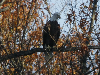 Bald Eagle