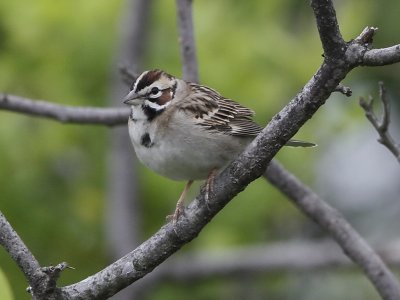 Lark Sparrow