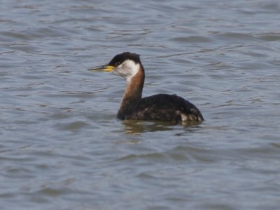 Red-necked Grebe