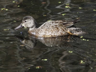 Blue-winged Teal