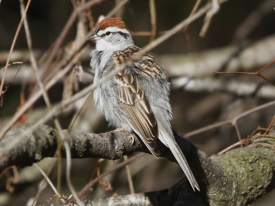 Chipping Sparrow