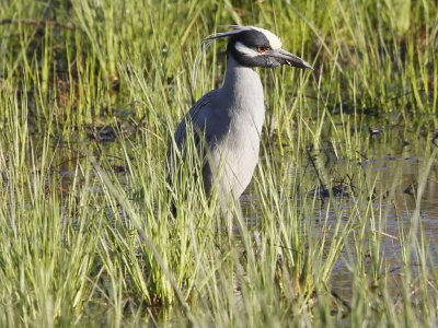 Yellow-crowned Night Heron