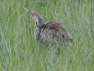 American Bittern