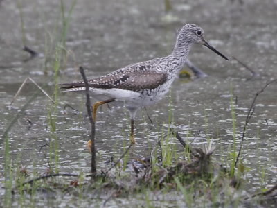 Greater Yellowlegs