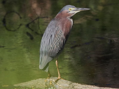 Green Heron