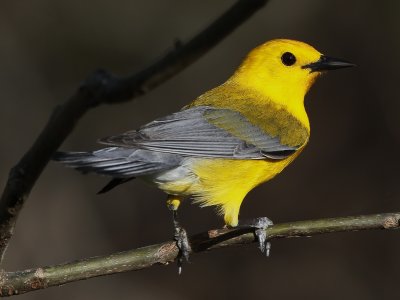 Prothonotary Warbler