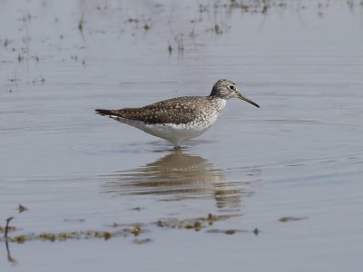 Solitary Sandpiper