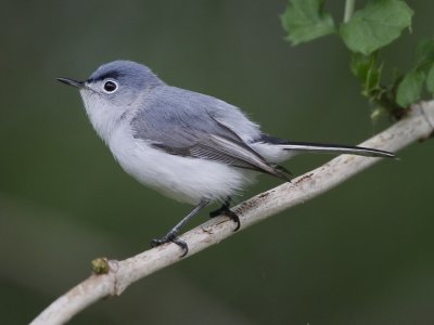 Blue-gray Gnatcatcher