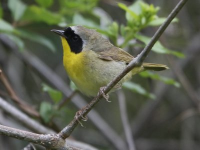 Common Yellowthroat