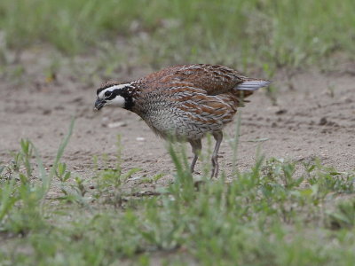 Northern Bobwhite