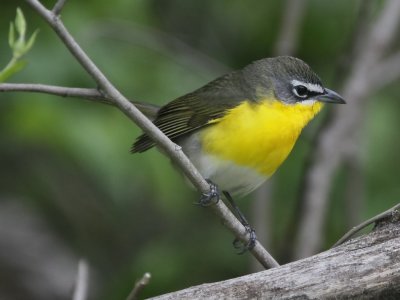 Yellow-breasted Chat