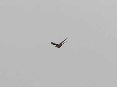 Scissor-tailed Flycatcher