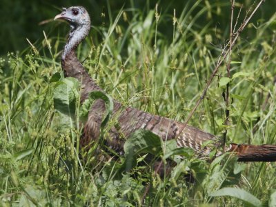 Wild Turkey