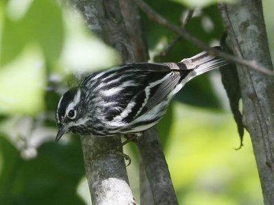 Black and White Warbler