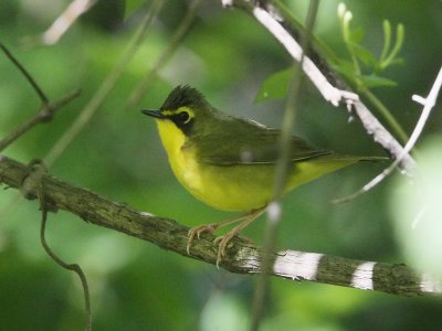 Kentucky Warbler