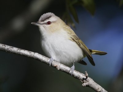 Red-eyed Vireo