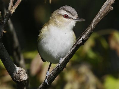 Red-eyed Vireo