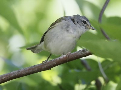 Tennessee Warbler