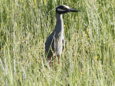 Yellow-crowned Night Heron