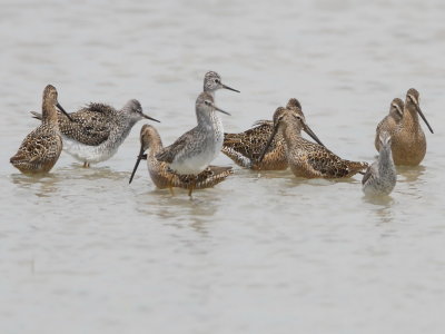 L. Yellowlegs, S-billed Dowitchers, Stilt Sandpiper