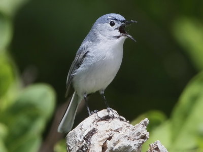 Blue-gray Gnatcatcher