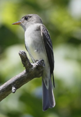 Eastern Wood Peewee