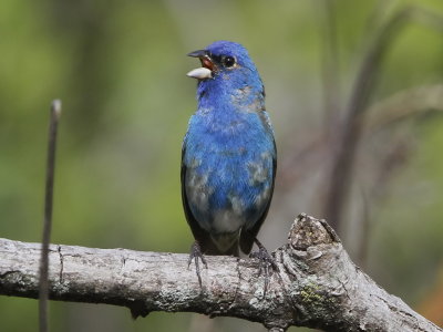 Indigo Bunting