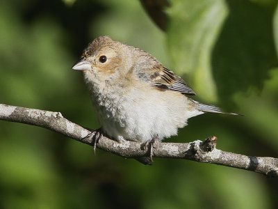 Indigo Bunting