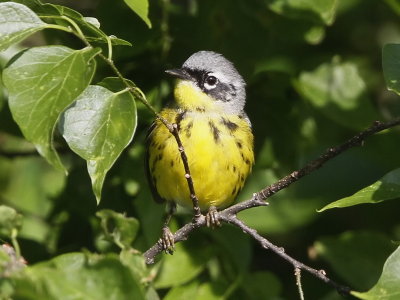 Magnolia Warbler