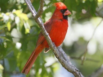 Northern Cardinal