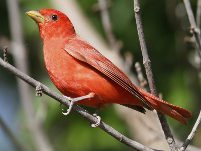 Summer Tanager