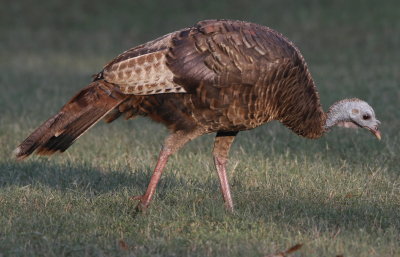 Wild Turkey